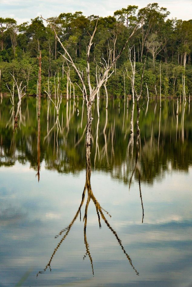 Des arbres sans feuilles à l'écorce blanche se dressent dans un lac calme, parfaitement reflétés sur la surface de l'eau devant une forêt dense et verte.