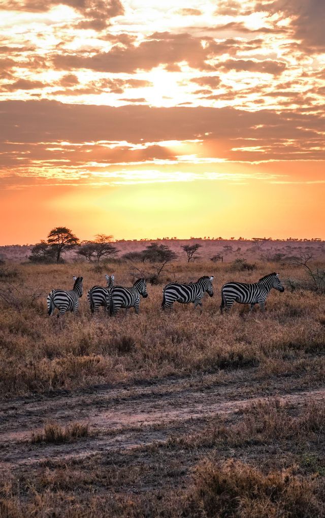 tanzania-savana-tramonto-estate.jpeg