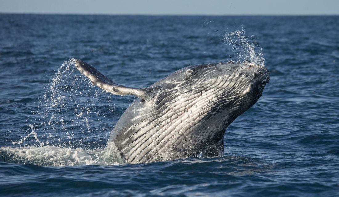 Une baleine à bosse émerge de l'océan d'un bleu profond, éclaboussant l'eau en levant sa tête et sa nageoire.
