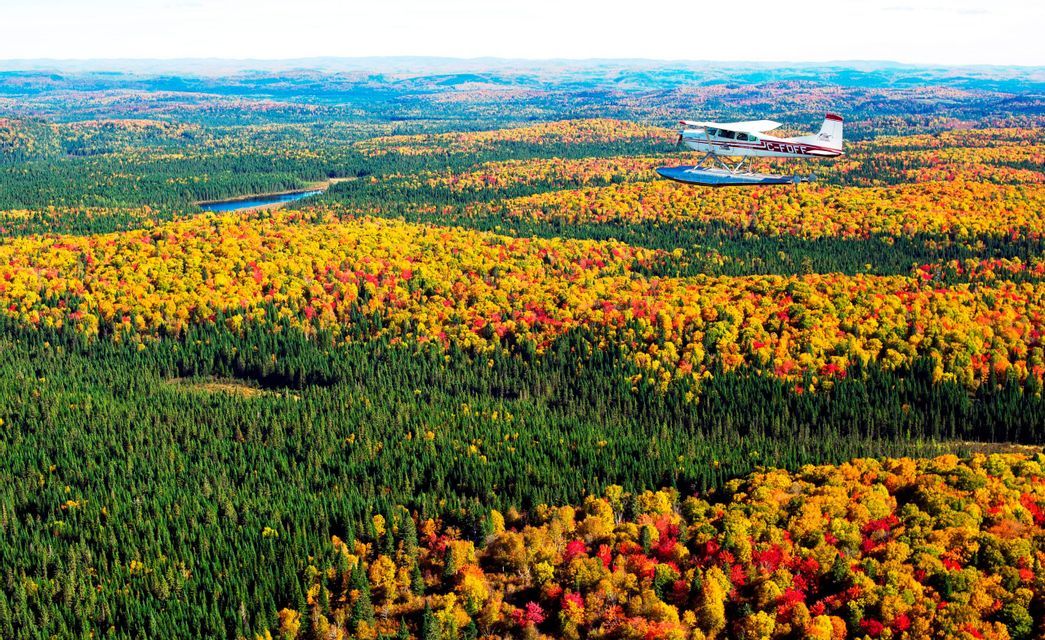 Vue aérienne d'un hydravion survolant une vaste forêt aux pins verts denses et aux arbres parés de feuilles d'automne jaunes et rouges.