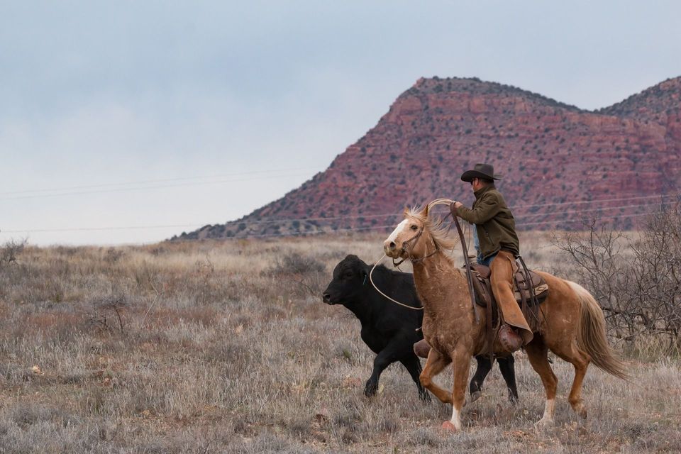 Un cowboy su un cavallo palomino usa una corda per radunare un vitello nero attraverso un campo secco ed erboso con una mesa rossa sullo sfondo.