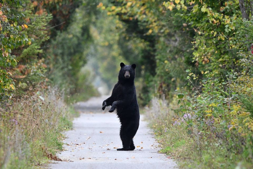 Un ours noir se dresse sur ses pattes arrière au milieu d'une route étroite bordée d'une forêt luxuriante.