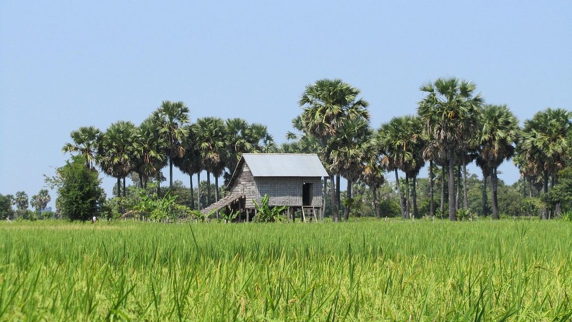 Une maison en bois sur pilotis au toit métallique se dresse au milieu d'une rizière verdoyante et luxuriante, avec une rangée de grands palmiers en arrière-plan.