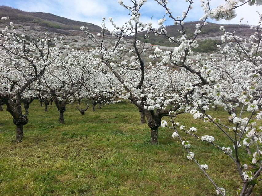 Un huerto de cerezos cubierto de flores blancas en un campo de hierba con una colina al fondo.