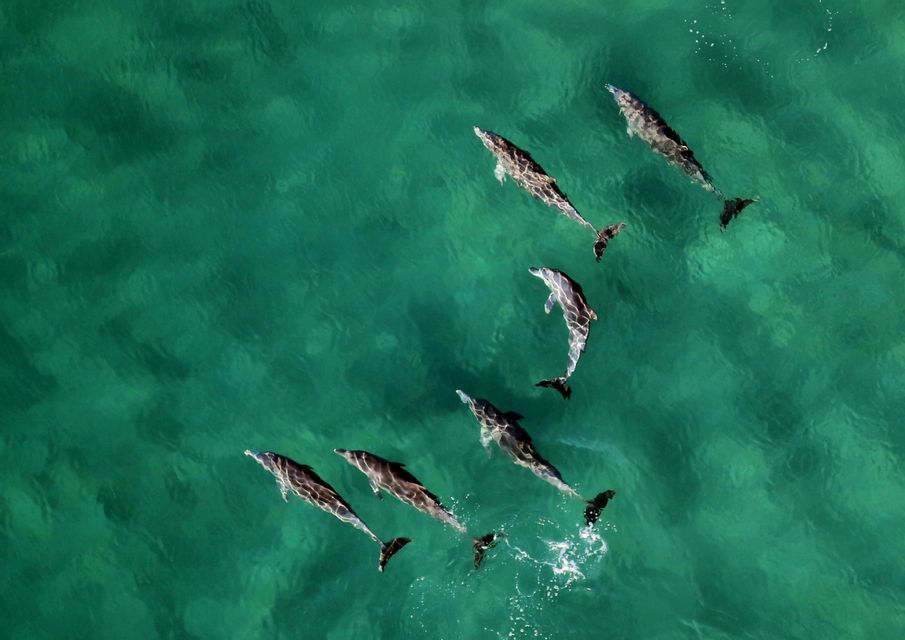 An aerial view of a pod of dolphins swimming together in clear, green-tinted ocean water.
