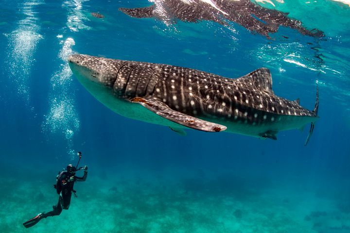 Ein Taucher filmt einen großen Walhai, der dicht unter der Oberfläche in klarem blauem Wasser schwimmt.