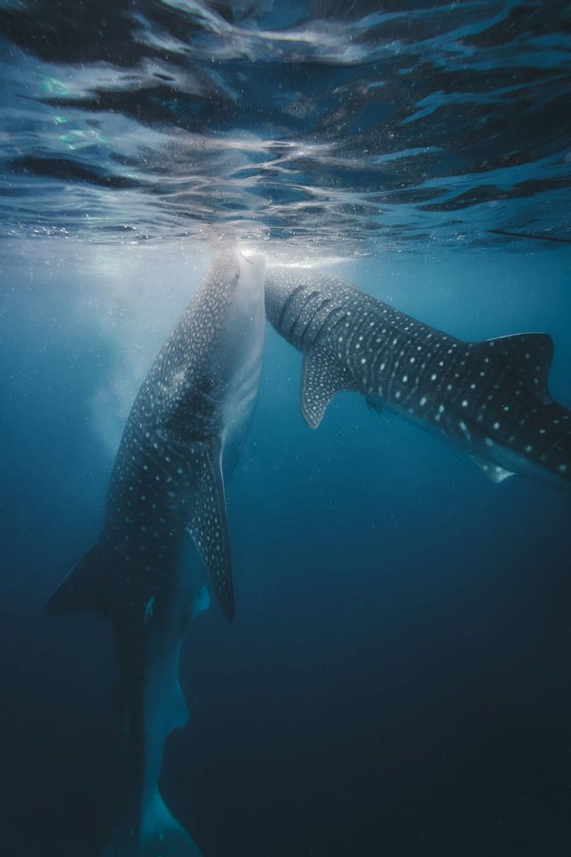 Two whale sharks swim close together, feeding just beneath the surface of the blue ocean.