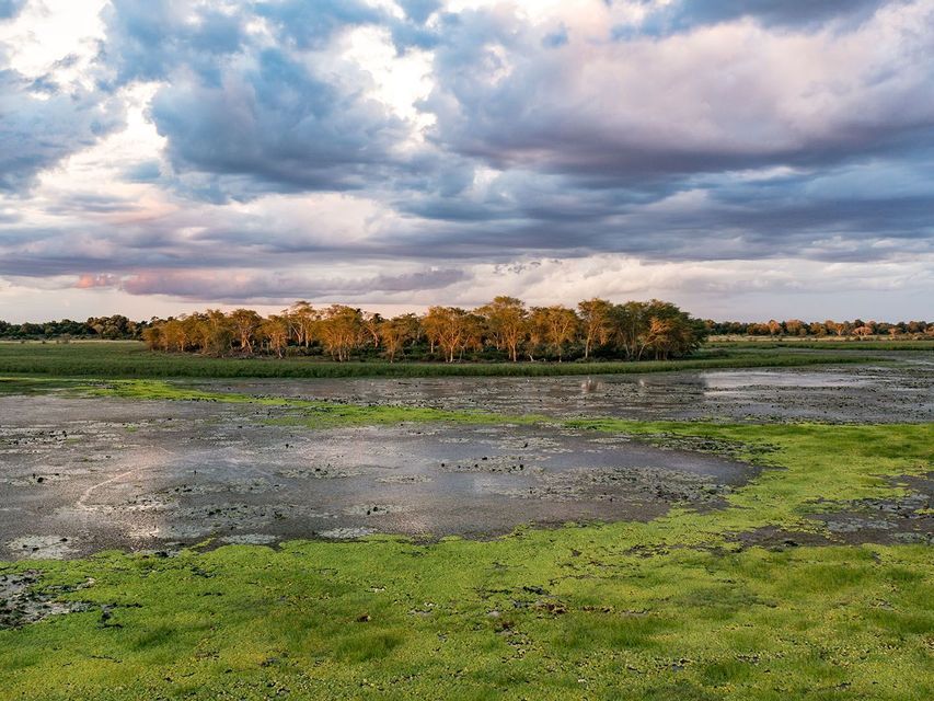 A wide view of a marsh covered in bright green aquatic plants, with a line of trees in the distance under a dramatic cloudy sky.