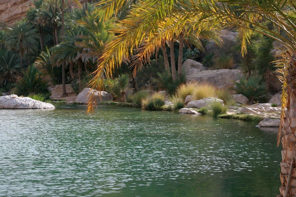 Una piscina naturale dalle acque verdi e increspate, immersa in un'oasi e circondata da sponde rocciose e palme rigogliose.