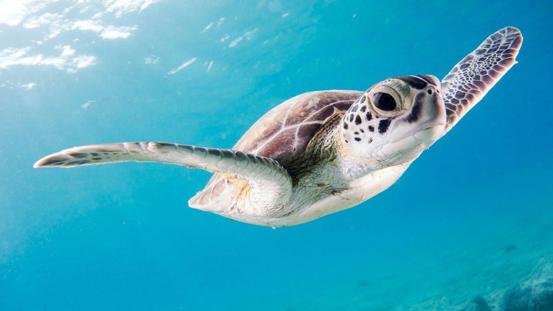 Une tortue de mer nage dans des eaux bleues limpides, la lumière du soleil étant visible depuis la surface.