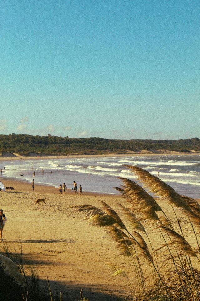 Una spiaggia soleggiata con persone che camminano sulla sabbia e nuotano nell'oceano, con erba alta che ondeggia in primo piano.
