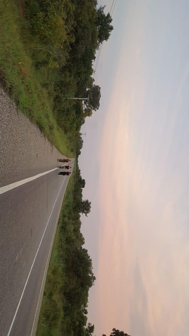 Un gruppo WeRoad in viaggio, camminando lungo una lunga strada diritta, fiancheggiata da alberi verdi, sotto un cielo crepuscolare.