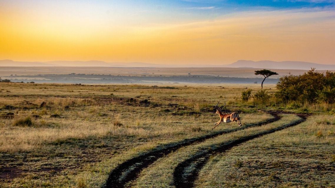 Un'impala dalle grandi corna salta oltre una pista sterrata in una vasta savana durante un'alba dorata.