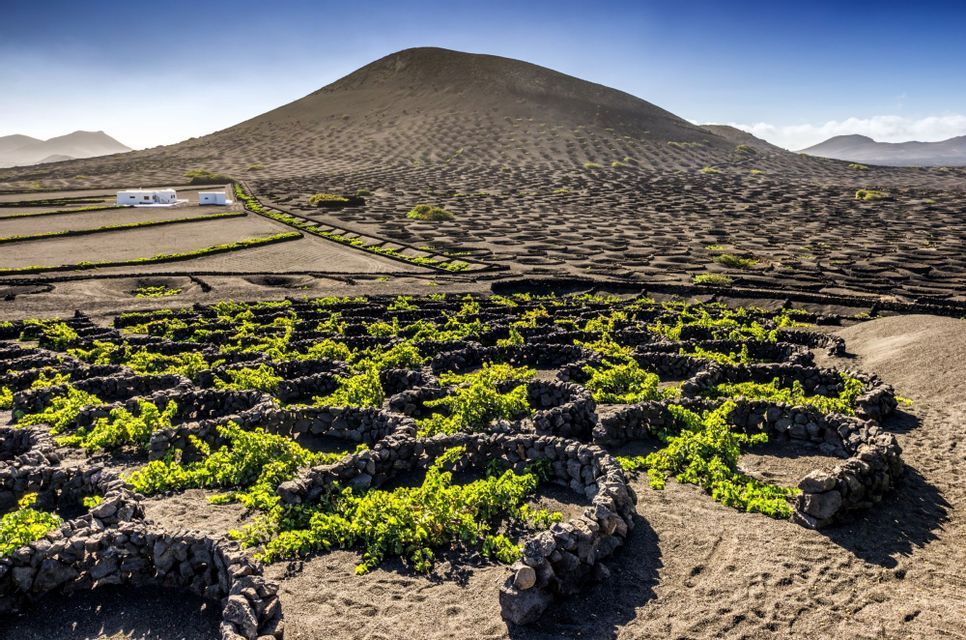 Vigneti verdi crescono all'interno di muretti in pietra semicircolari in un vasto campo di terreno vulcanico nero, con una grande collina sullo sfondo.