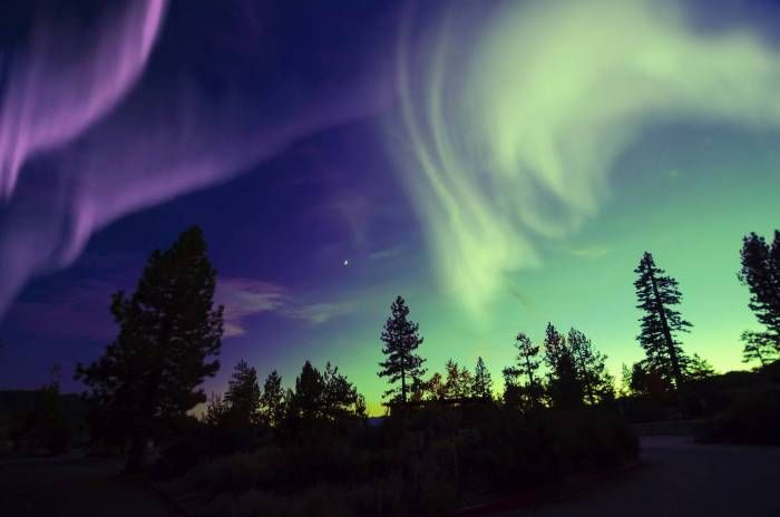 Auroras boreales moradas y verdes se arremolinan en el cielo nocturno sobre la silueta de un bosque de pinos.