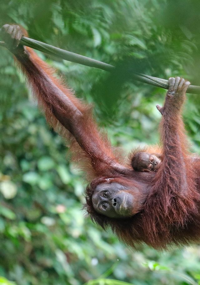 Eine Orang-Utan-Mutter hängt mit ihrem Baby, das sich an ihren Rücken klammert, an einer Liane vor verschwommenem Dschungelhintergrund.