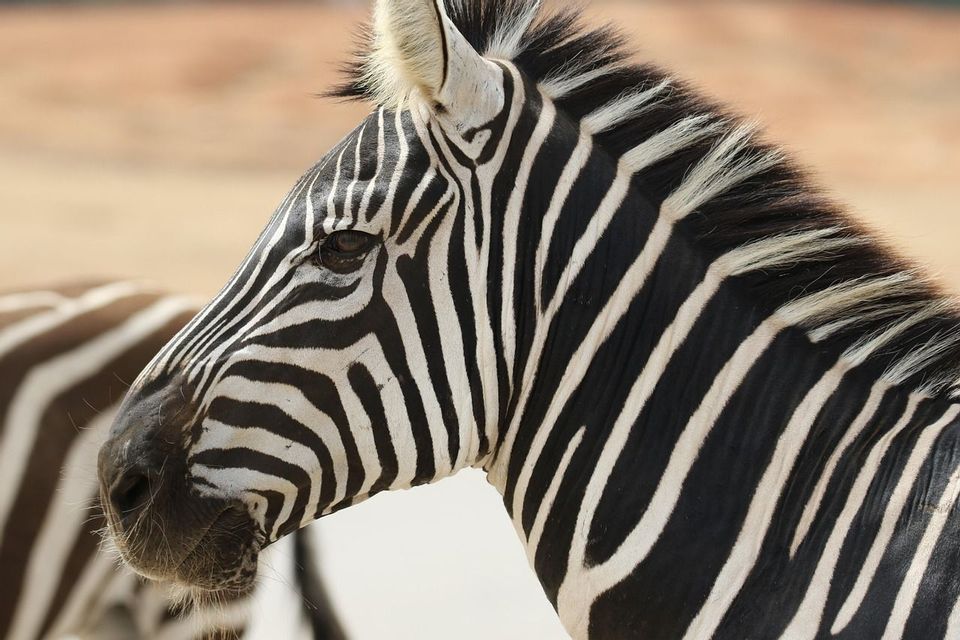 A close-up profile view of a zebra's head and neck, highlighting its distinct black and white stripes and short mane.