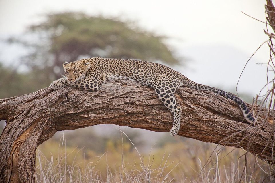 A leopard lies stretched out on a thick, arched tree branch, resting in a savanna landscape.