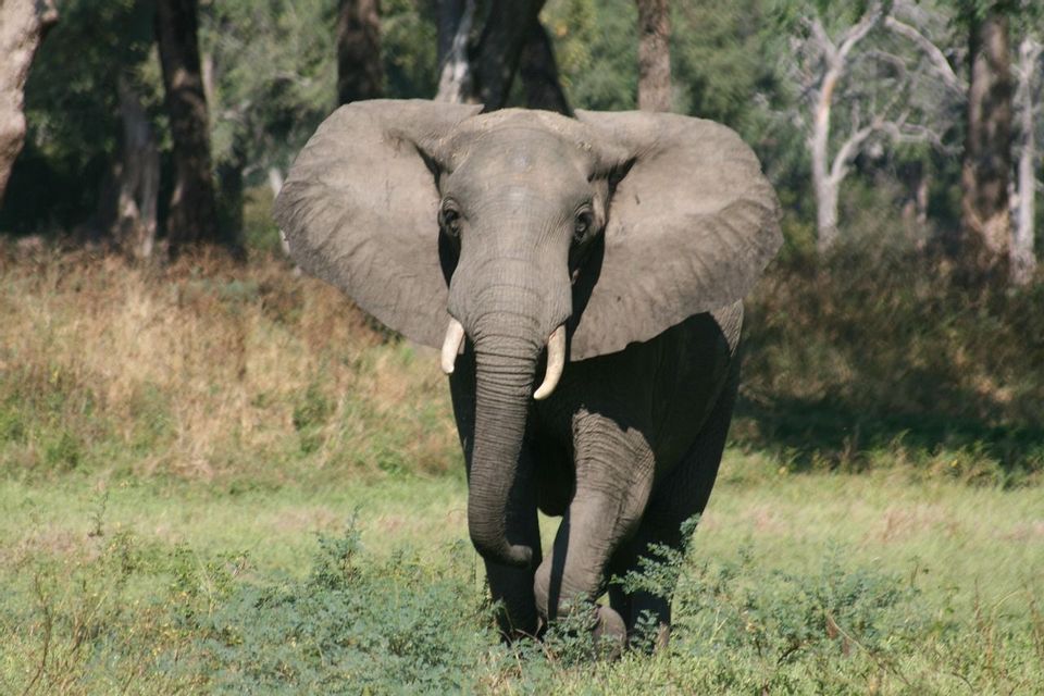 An elephant with tusks walks towards the camera through tall grass in a savanna setting.