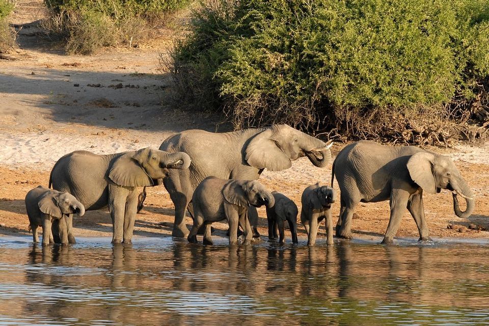 A herd of adult and baby elephants stands at a river's edge, drinking water with their trunks.