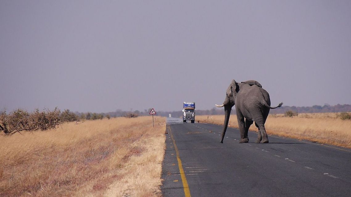 An elephant walks across a paved road in a savanna landscape as a large truck approaches in the distance.