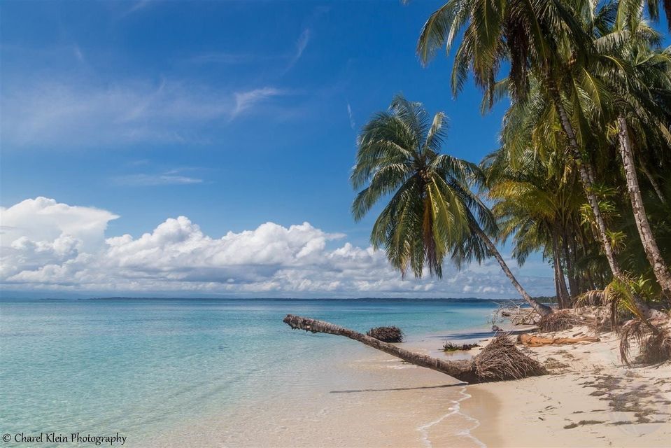 Una palma caduta giace su una spiaggia di sabbia bianca, estendendosi nell'acqua cristallina turchese sotto un cielo azzurro con nuvole.