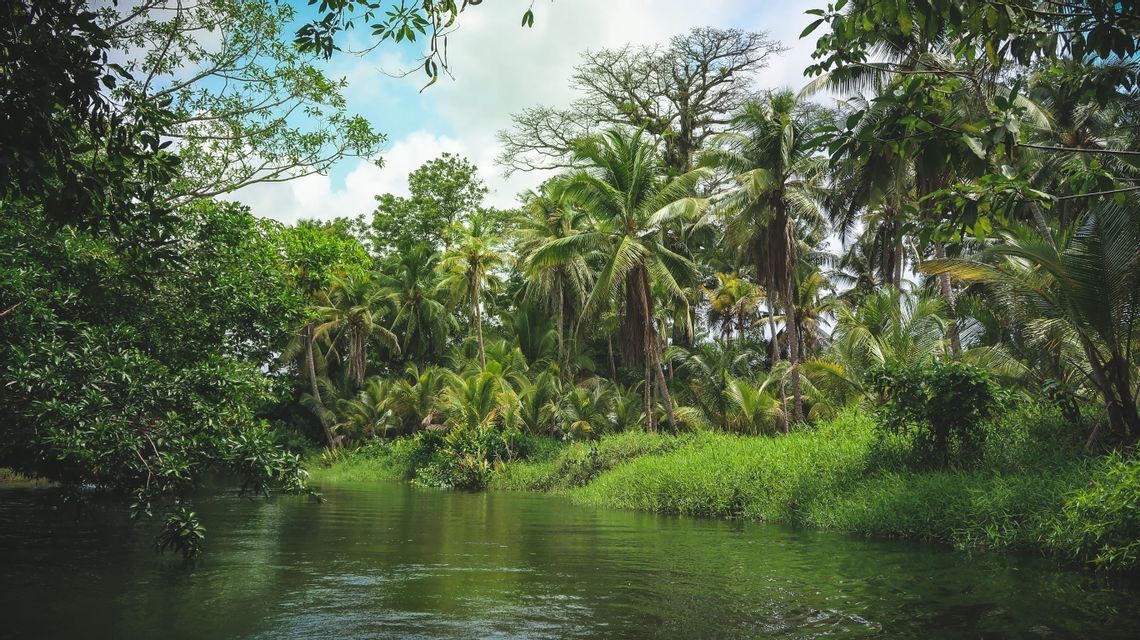 Un fiume tranquillo scorre lungo una sponda verdeggiante in una fitta giungla tropicale con alte palme sotto un cielo azzurro.
