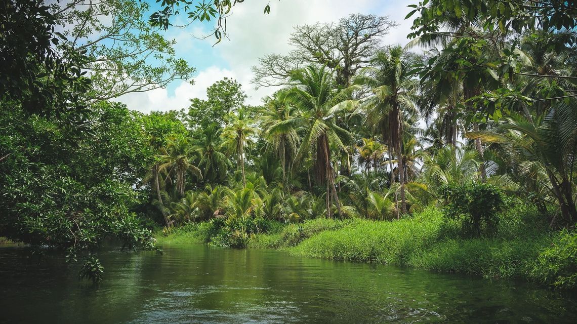 Un fiume tranquillo scorre attraverso una fitta giungla tropicale con palme lussureggianti e vegetazione sotto un cielo parzialmente nuvoloso.