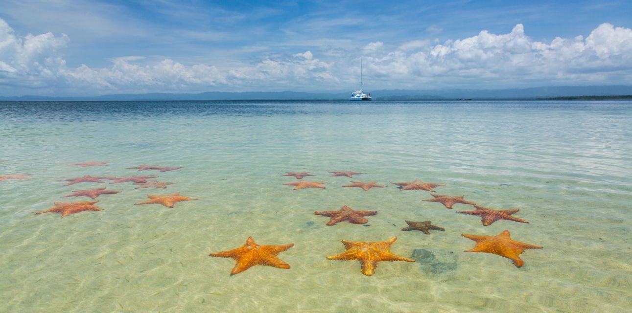 Stelle marine arancioni riposano su un fondale sabbioso in acque limpide e basse, con una barca all'orizzonte sotto un cielo azzurro e nuvoloso.