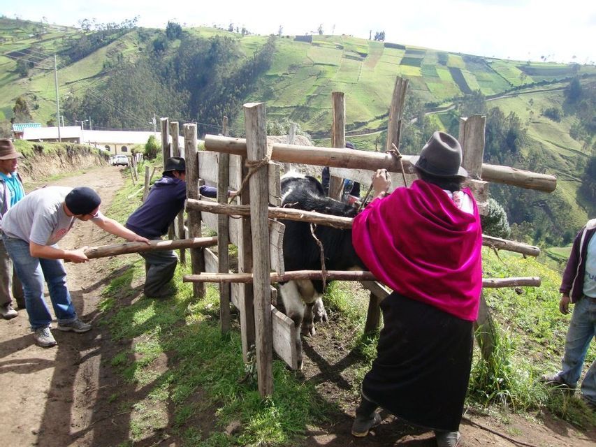 I membri di un viaggio di gruppo WeRoad aiutano gli agricoltori locali a gestire una mucca in un recinto di legno su una collina rurale e verdeggiante.