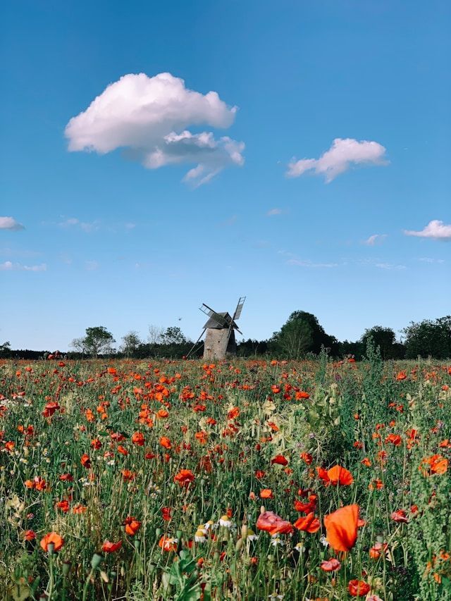 Eine traditionelle Steinwindmühle steht in einem Feld leuchtend roter Mohnblumen unter einem strahlend blauen Himmel mit weißen Wolken.