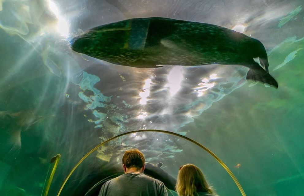 Un uomo e una donna, visti di spalle, osservano una foca nuotare sopra di loro in un tunnel sottomarino dell'acquario.