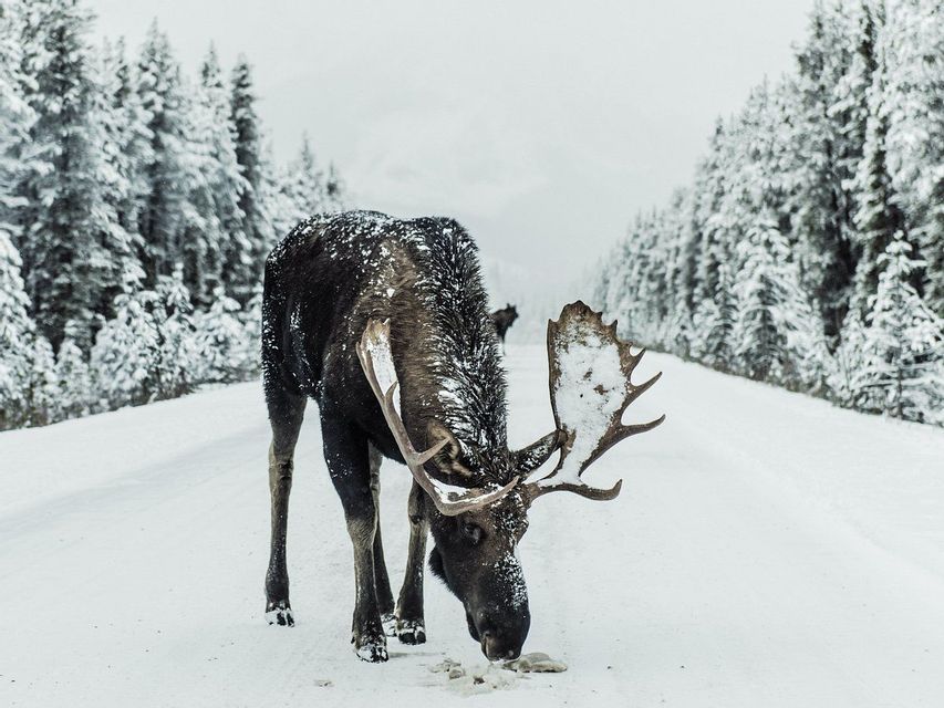 Un grande alce con palchi innevati mangia lungo una strada innevata in una foresta d'inverno.