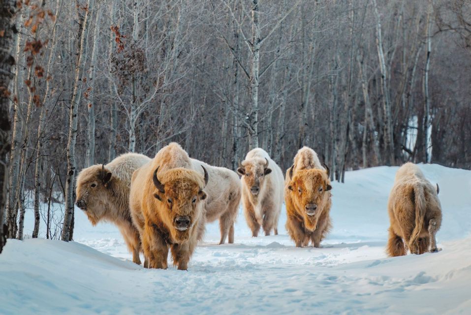 Una mandria di bisonti dal manto chiaro cammina nella neve in una foresta di alberi spogli.