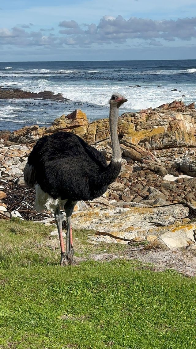 Uno struzzo si erge su un prato vicino a una costa rocciosa, con l'oceano e le onde sullo sfondo sotto un cielo parzialmente nuvoloso.