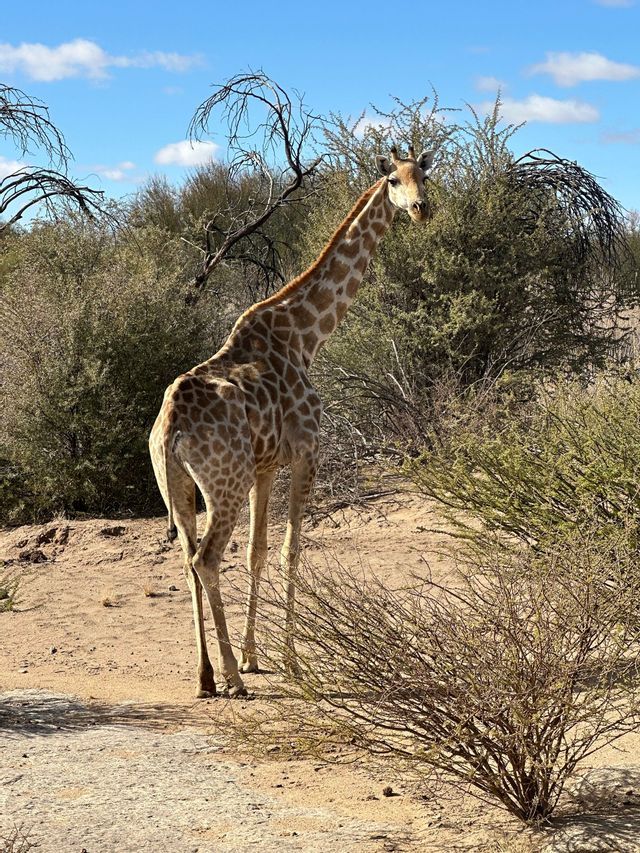 Una giraffa alta si erge su un terreno sabbioso tra cespugli sparsi e secchi in una savana sotto un cielo azzurro chiaro.
