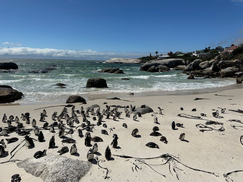 Una grande colonia di pinguini si raduna su una spiaggia sabbiosa vicino all'oceano, con alcuni in piedi e altri sdraiati sotto un cielo azzurro e limpido.