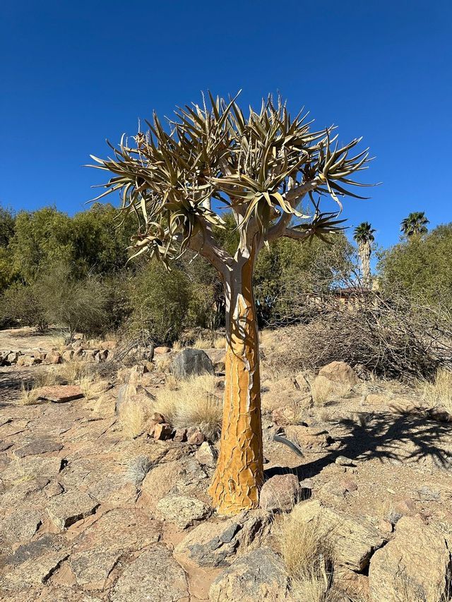 Un albero faretra con un tronco spesso e dalla corteccia gialla si erge in un paesaggio roccioso e arido, sotto un cielo azzurro e limpido.