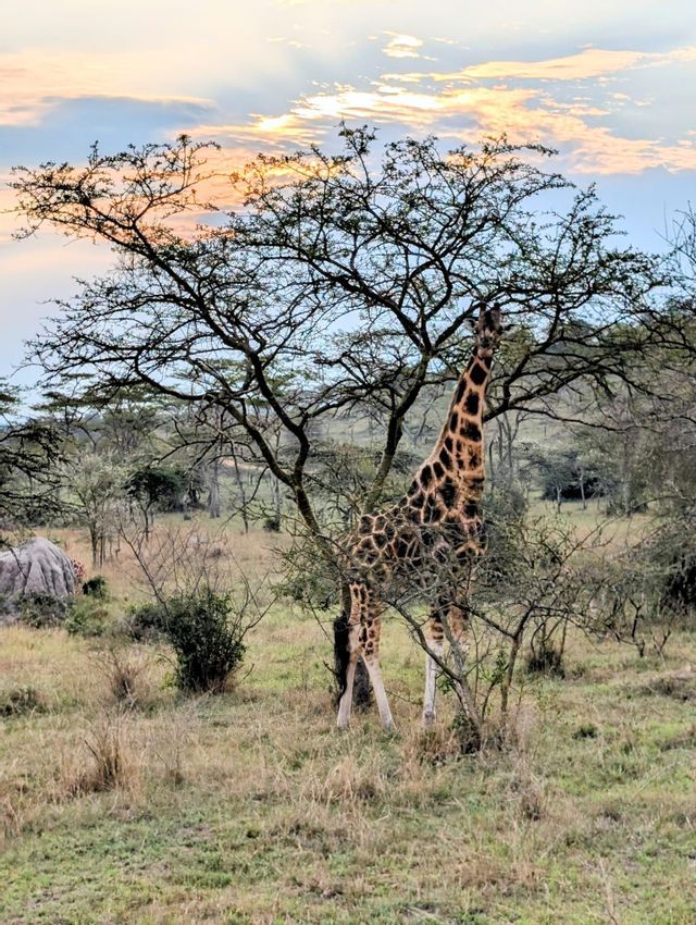 Una jirafa alta come hojas de un árbol de acacia en una sabana herbosa bajo un cielo nublado al atardecer.