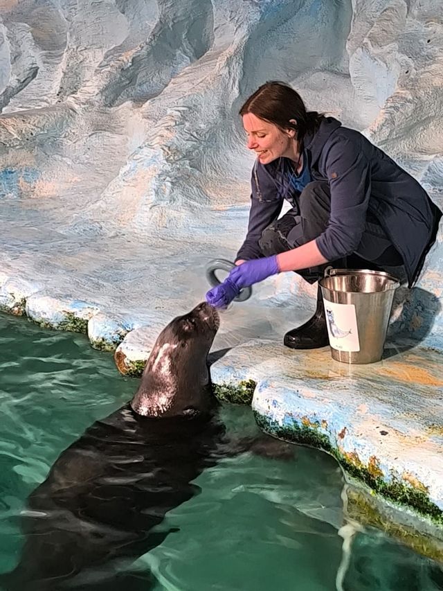 Una mujer se arrodilla junto a un recinto, alimentando a una foca con su mano enguantada mientras esta asoma la cabeza del agua.