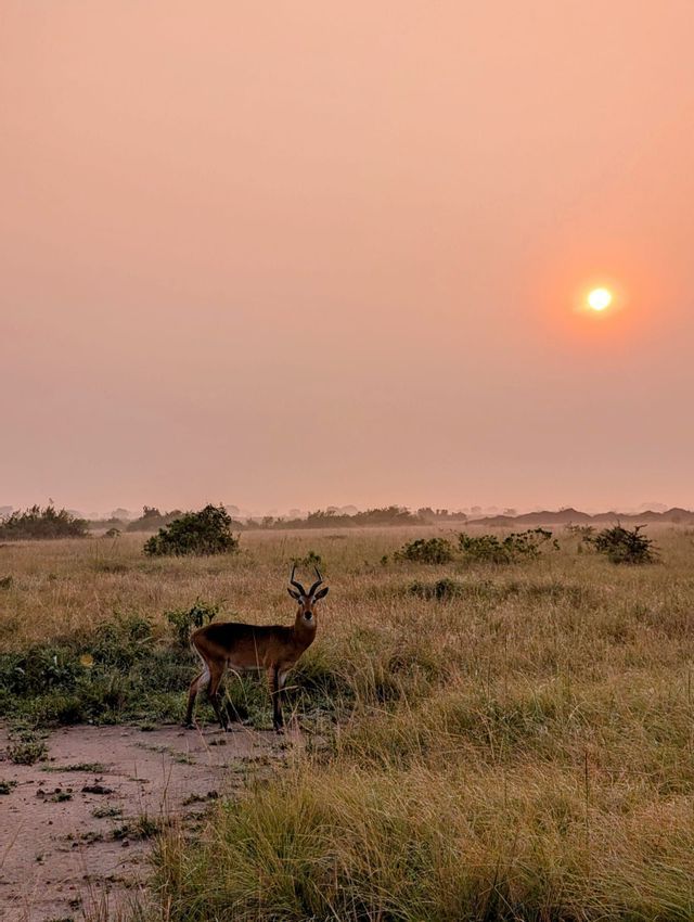 Un'antilope kob solitaria si erge in una savana erbosa durante un tramonto velato, guardando verso la fotocamera.