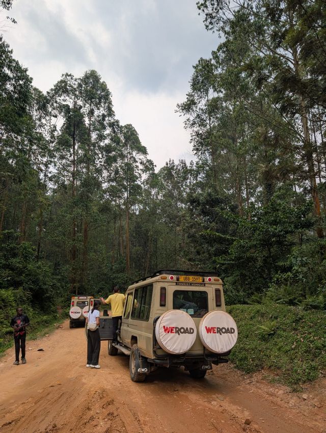 Veicoli safari WeRoad parcheggiati su una strada sterrata in una fitta foresta, con i partecipanti al viaggio di gruppo che salgono a bordo.