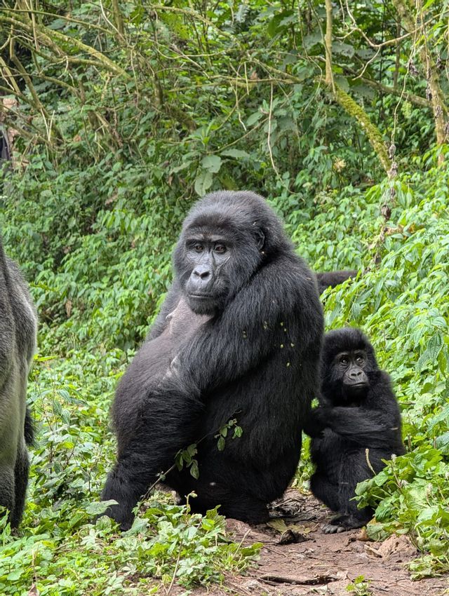 Un gorilla adulto sta accanto a un cucciolo di gorilla seduto con le braccia incrociate in una fitta giungla verde.