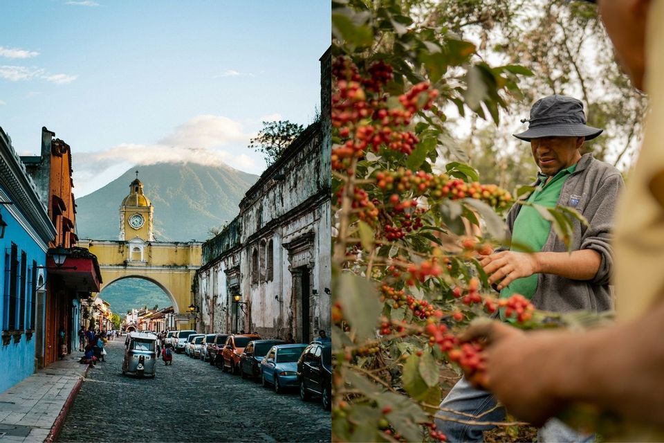 Ein geteiltes Bild einer Kolonialstraße mit einem Vulkan und einem Mann, der rote Kaffeekirschen von einer Pflanze pflückt.