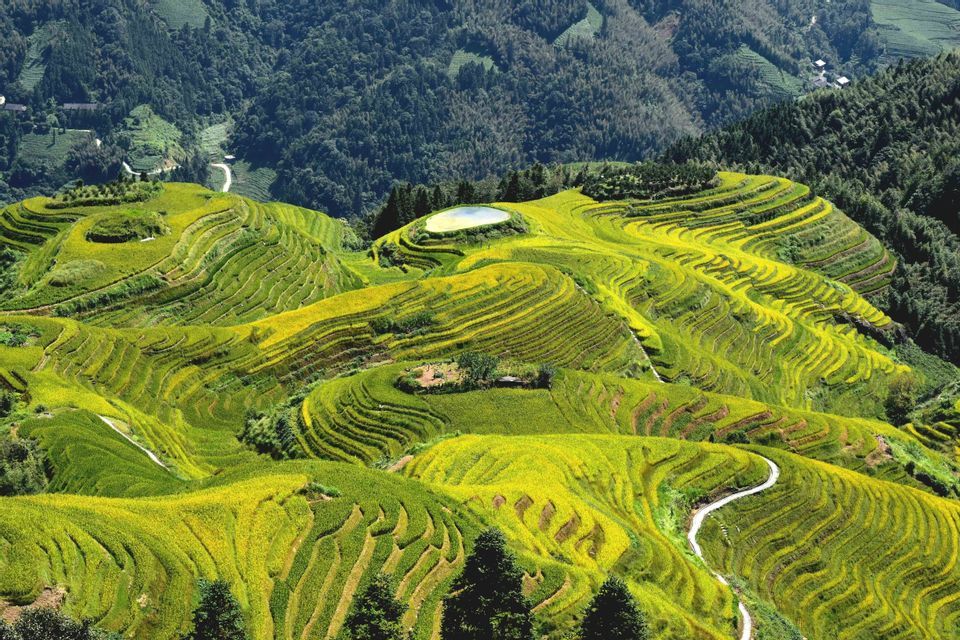 Una vista aerea di vibranti risaie terrazzate, di colore verde e giallo, che si snodano sulle colline, con un piccolo stagno in cima e una foresta sullo sfondo.