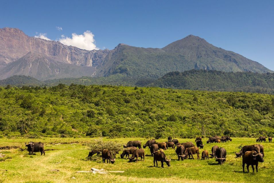 A herd of African buffalo grazes in a grassy meadow with a lush, forested mountain range in the background under a blue sky.