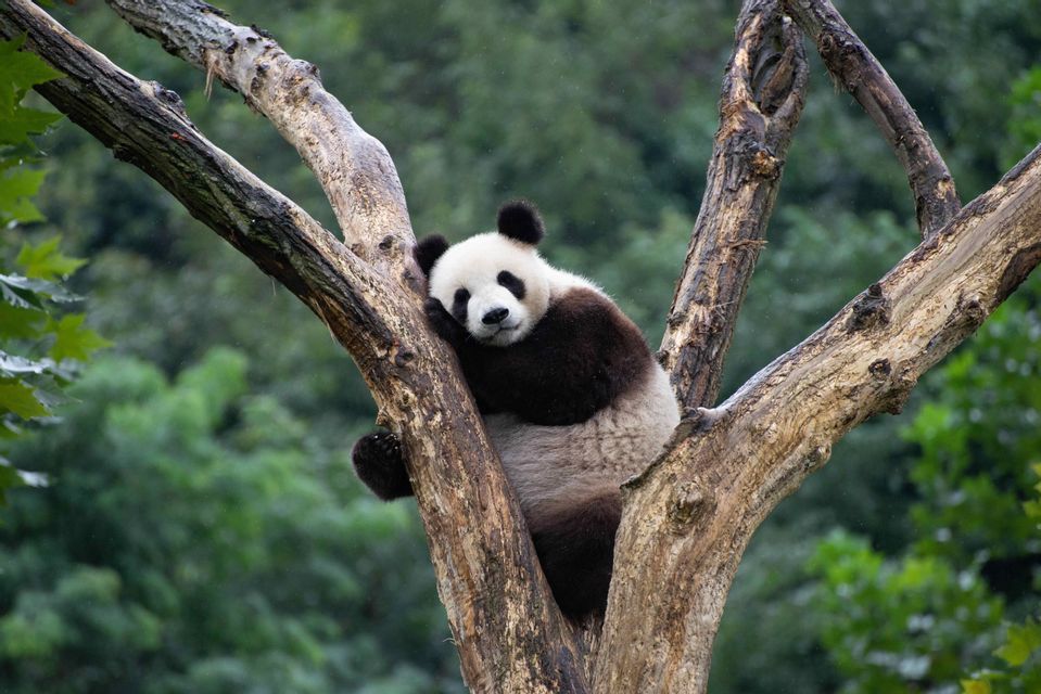 A giant panda rests in the fork of a tree, its head propped on a branch, with a blurry green forest in the background.