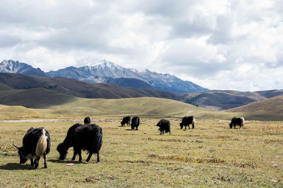 A herd of black yaks grazes in a grassy field with a backdrop of rolling hills and snow-capped mountains.
