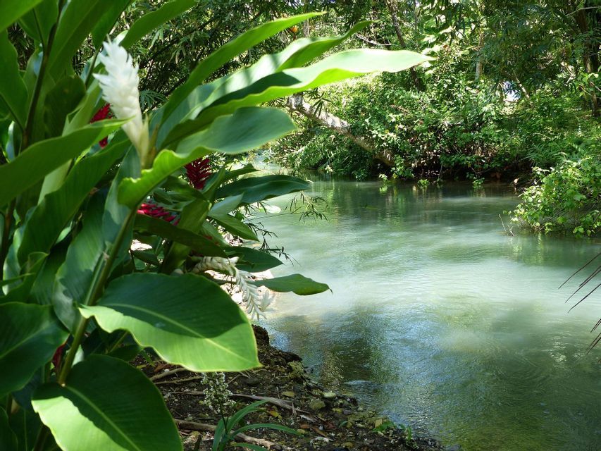 Una pianta di zenzero dai fiori bianchi, con grandi foglie verdi, si trova sulla riva di un fiume calmo in una giungla rigogliosa.