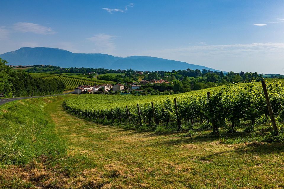 Filari di vigneti verdi coprono le dolci colline, con un piccolo villaggio e montagne visibili in lontananza sotto un cielo azzurro.